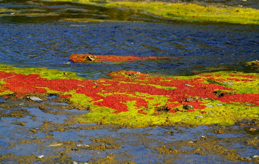 季節限定滿江紅
